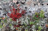 runo, Chrobotek, Cladonia, wyspa Prastgrundet , Szwecja, Zatoka Botnicka