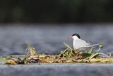 Rybitwa rzeczna, rybitwa zwyczajna, Sterna hirundo