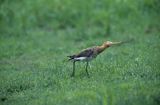 rycyk, Limosa limosa