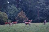 jeleń szlachetny, europejski, Cervus elaphus elaphus jeleń karpacki, rykowisko, projektowany Turnicki Park Narodowy