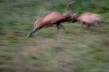 jeleń szlachetny, europejski, Cervus elaphus elaphus jeleń karpacki, rykowisko, Bieszczady, walka byków