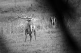 jeleń szlachetny, europejski, Cervus elaphus elaphus jeleń karpacki, rykowisko, Bieszczady, byk