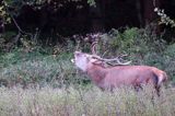 jeleń szlachetny, europejski, Cervus elaphus elaphus jeleń karpacki, rykowisko, Bieszczady, ryczący byk