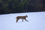 Ryś, Lynx lynx