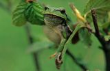 Rzekotka drzewna Hyla arborea)