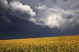 rzepak i chmury burzowe, gmina Dydnia, Pogórze Dynowskie