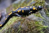 Salamandra plamista, jaszczur plamisty, jaszczur ognisty Salamandra salamandra