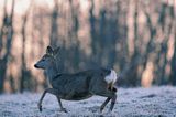 Sarna, sarna europejska, Capreolus capreolus, samica