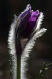 sasanka otwarta /Pulsatilla patens/