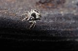 Skakun arlekinowy Salticus scenicus /Pląs zebra/