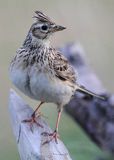 skowronek, Alauda arvensis