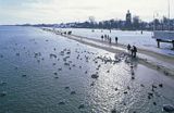 Sopot plaża, karmienie ptaków przy molo