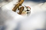 Dzięcioł średni, Dendrocopos medius