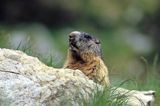 świstak, Marmota marmota, Alpine Marmot
