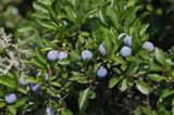 śliwa tarnina Prunus spinosa owoce