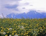 rzepak i Tatry