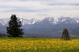 Spisz i Tatry, Rzepiska, mlecze