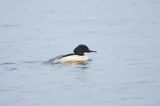 tracz nurogęś Mergus merganser