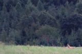 Lis, Vulpes vulpes, Projektowany Turnicki Park Narodowy, Pogórze Przemyskie