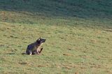 wilk, Canis lupus