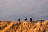 na szlaku, Bieszczady