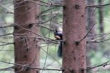 wiewiórka, odmiana ciemna, Sciurus vulgaris, Bieszczady