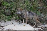 wilk Canis lupus