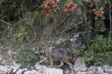 wilk Canis lupus