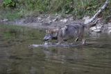 wilk Canis lupus