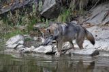 wilk Canis lupus