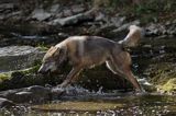 wilk Canis lupus