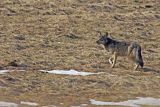 Wilk, Canis lupus