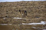 Wilk, Canis lupus