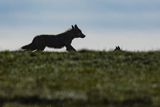 Wilk, Canis lupus