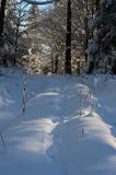 tropy wilków