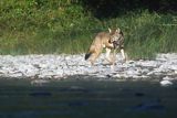 Wilk, Canis lupus