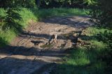 wilk Canis lupus