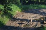 wilk Canis lupus