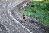wilk Canis lupus