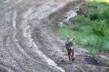 wilk Canis lupus