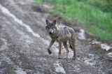 wilk Canis lupus