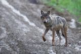 wilk Canis lupus