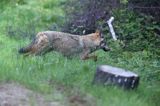 wilk Canis lupus