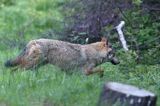 wilk Canis lupus
