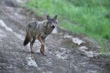 wilk Canis lupus