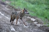 wilk Canis lupus