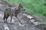 wilk Canis lupus