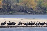 Kormorany czarne, Phalacrocorax carbo i czapla siwa, Ardea cinerea na łasze wiślanej