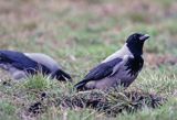 wrony siwe, Wrona, wrona siwa, Corvus cornix