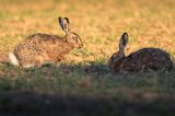 Zając szarak, Lepus europaeus